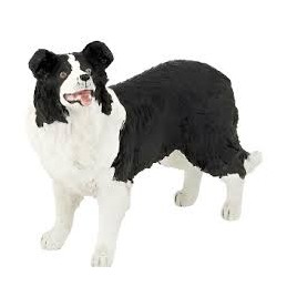 PERRO BORDER COLLIE